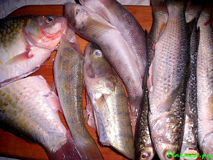 Уха из 4х видов рыб