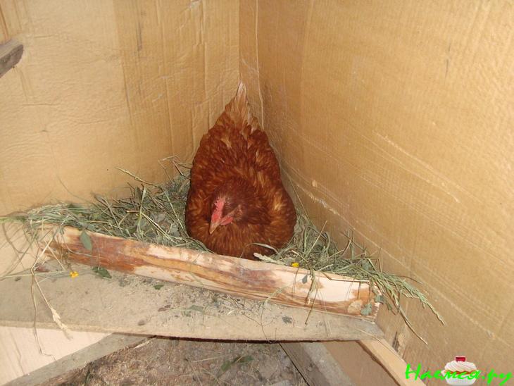 Супчик "Натурпродукт" с чесночными гренками Супчик "Натурпродукт" с чесночными гренками