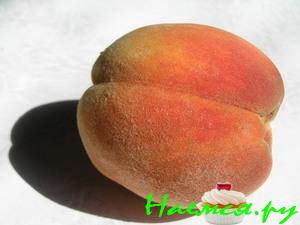 Румяные персики Румяные персики