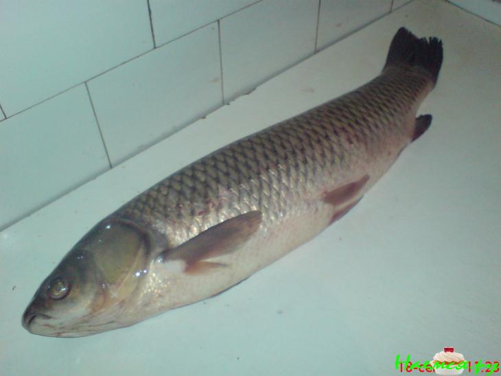 Белый Амур фаршированный овощами