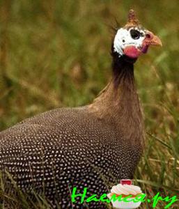 Цесарка по-сельски Цесарка по-сельски