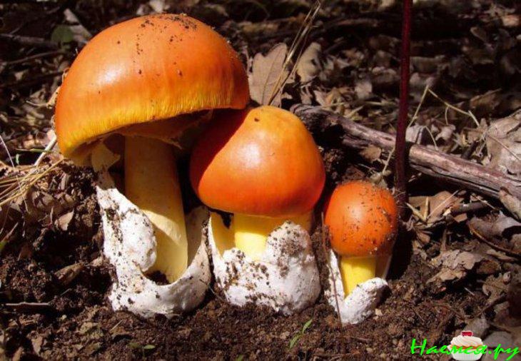 Салат из сырых кесаревых грибов Салат из сырых кесаревых грибов