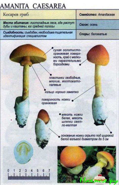 Салат из сырых кесаревых грибов Салат из сырых кесаревых грибов