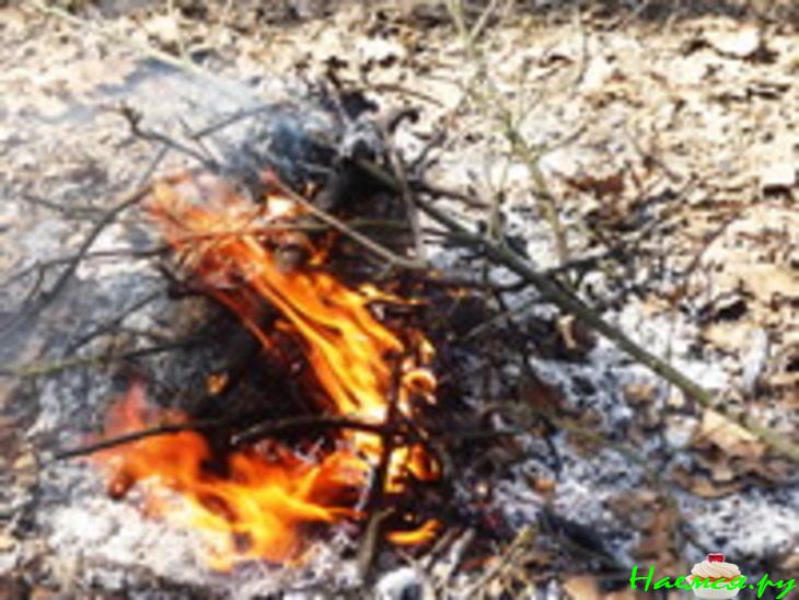 Каша полевая