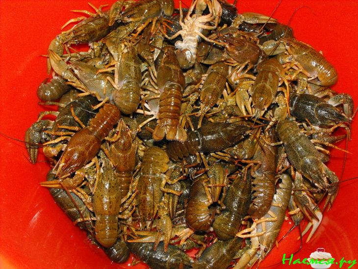 Пирамида из раков Пирамида из раков