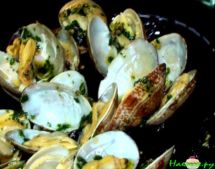 Морские ракушки Морские ракушки