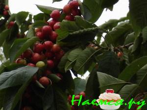 Компот из черешни в прок