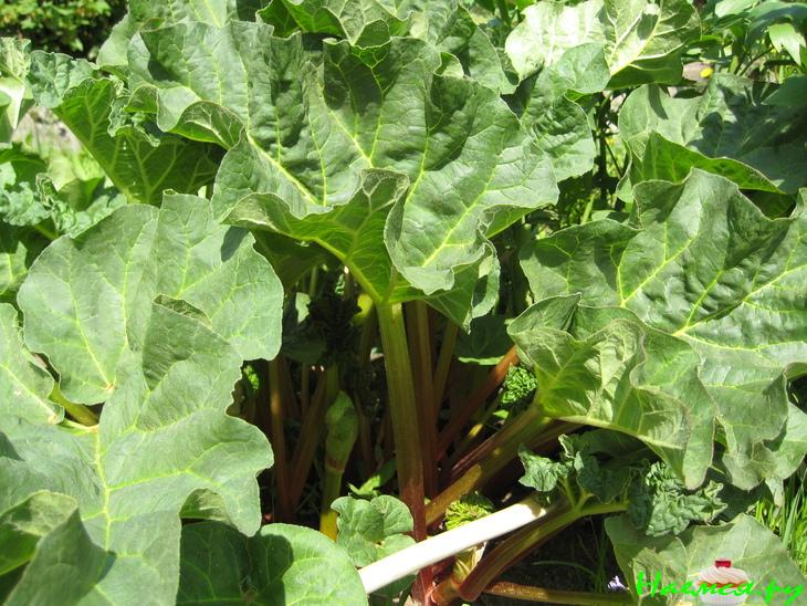 Песочный пирог с ревнем