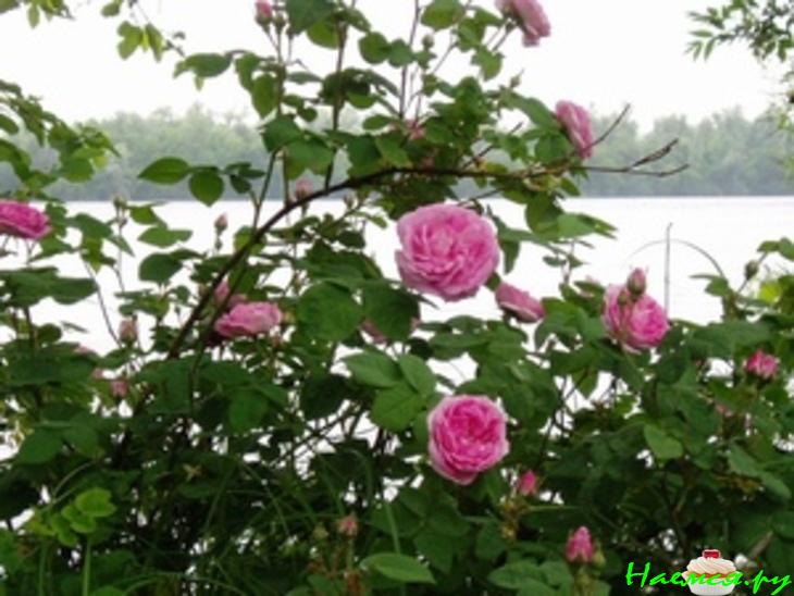 Медовая чайная роза