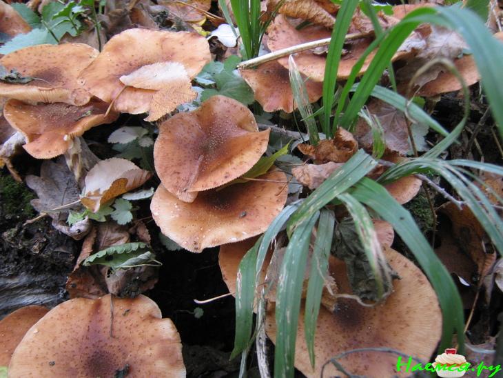 Маринованные лесные грибочки Маринованные лесные грибочки