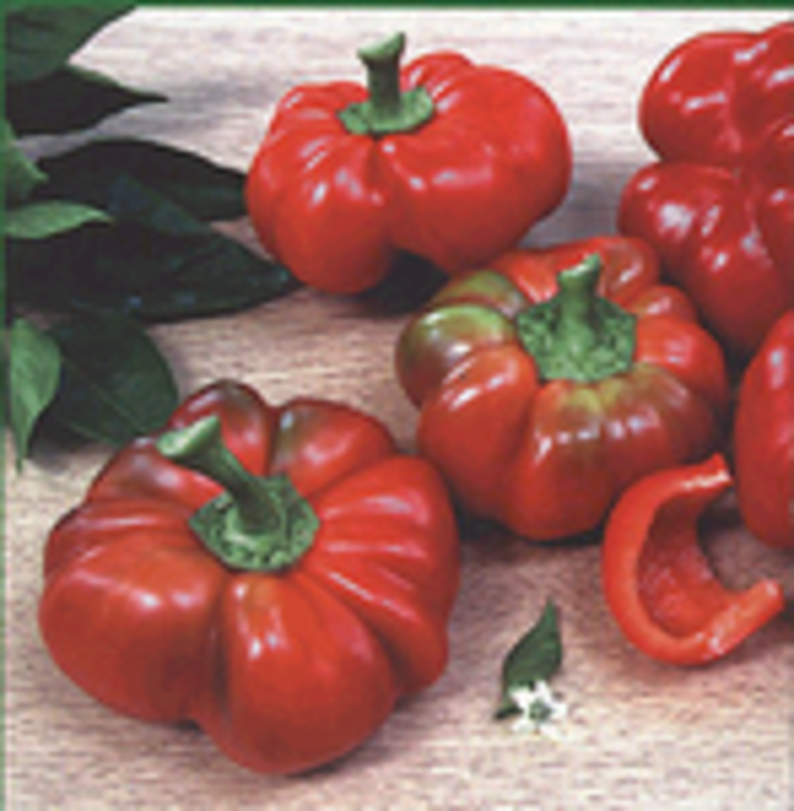 Царская турша (Царска туршия)