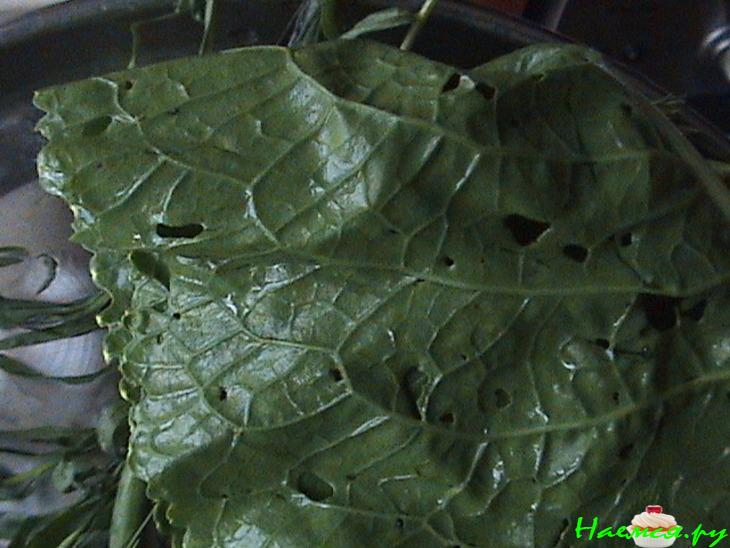 Малосольные огурчики с хреном Малосольные огурчики с хреном