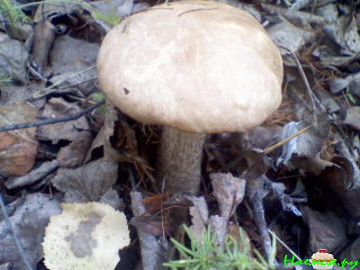 Консервация: "Грибная икра" Консервация: "Грибная икра"