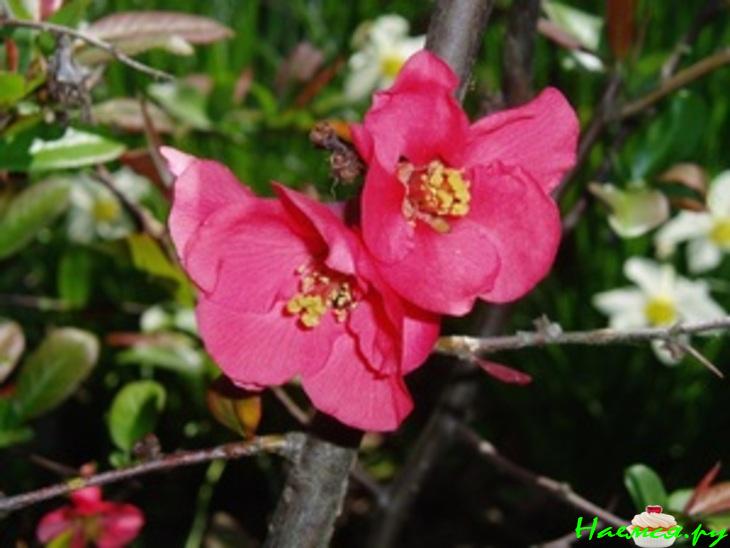 Песнь хеномелеса