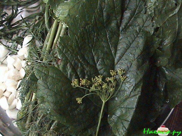 Малосольные огурчики с хреном Малосольные огурчики с хреном