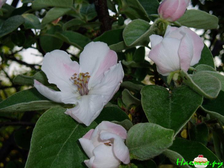 Зимняя радость или Айва, маринованная с перцем