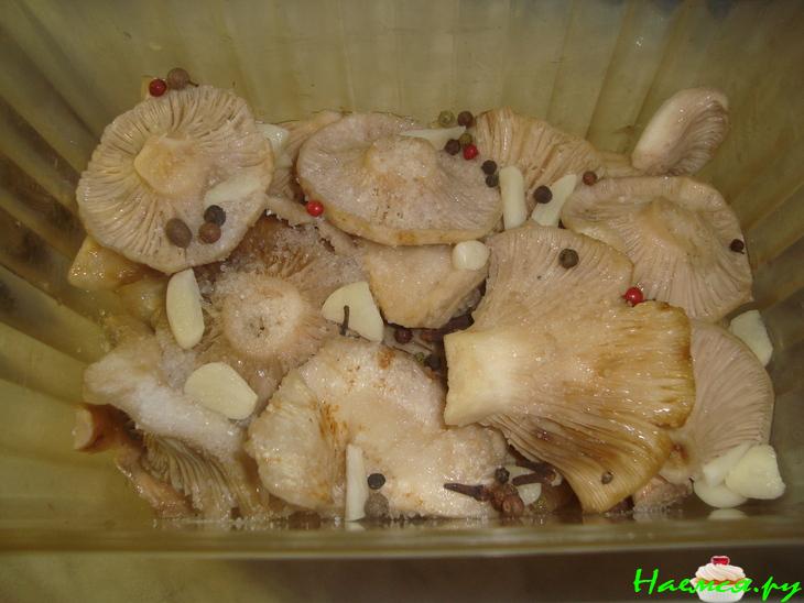 Засолка груздей Засолка груздей