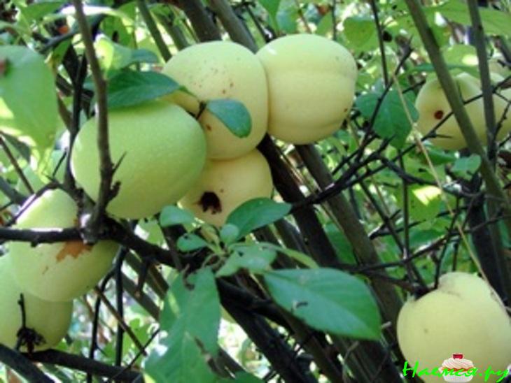 Песнь хеномелеса