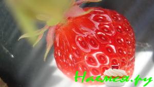 Клубничное варенье "Русская утеха"