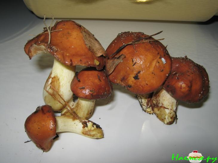 Маринованные лесные грибочки Маринованные лесные грибочки