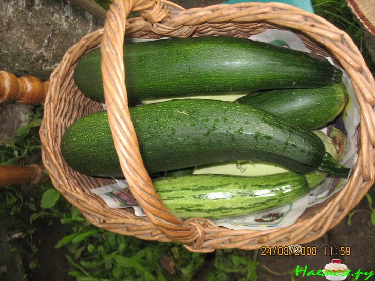 "Тещин язык"