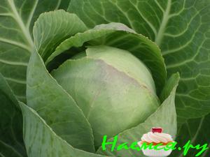 Капуста маринованная