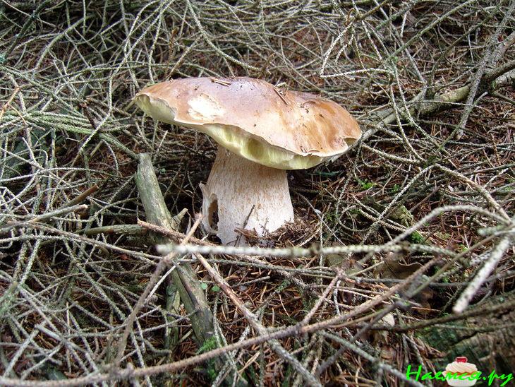 Грибы маринованные с чесноком