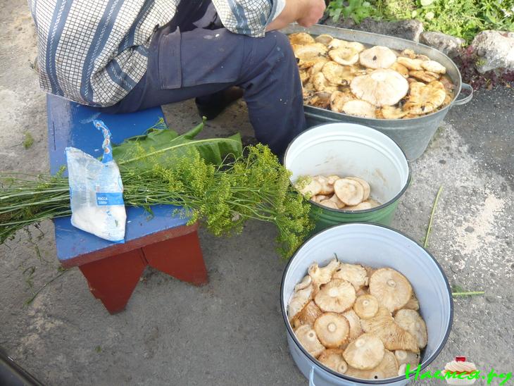 Грузди солёные. Простым древним способом Грузди солёные. Простым древним способом
