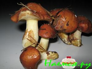 Маринованные лесные грибочки Маринованные лесные грибочки