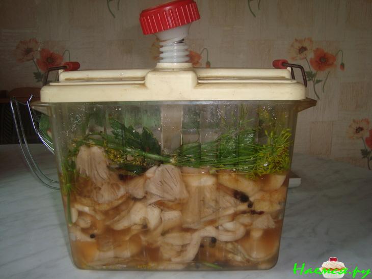 Засолка груздей Засолка груздей