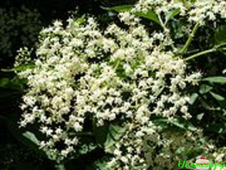 Уксус из цветов бузины