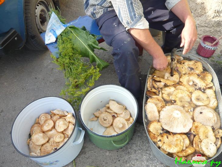 Грузди солёные. Простым древним способом Грузди солёные. Простым древним способом