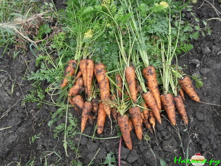 Капуста маринованная