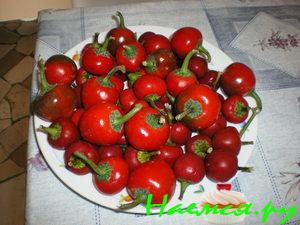 Фаршированный острый перец Фаршированный острый перец