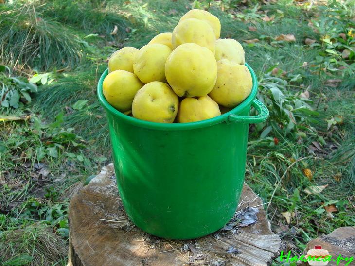 Зимняя радость или Айва, маринованная с перцем