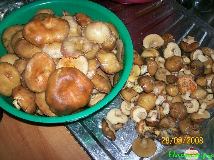 Грибок - в погребок (маринованные маслята)