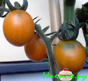 Засолка помидор