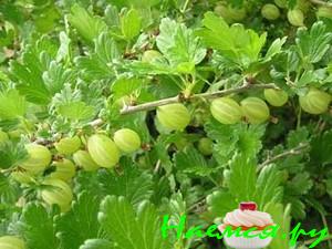 Варенье "Чистый изумруд"