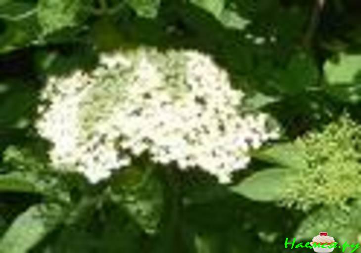 Уксус из цветов бузины