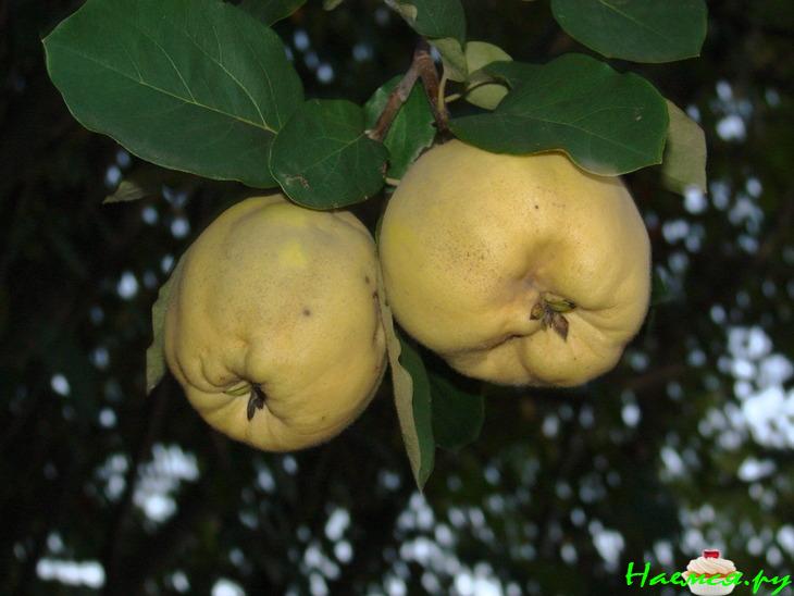 Зимняя радость или Айва, маринованная с перцем