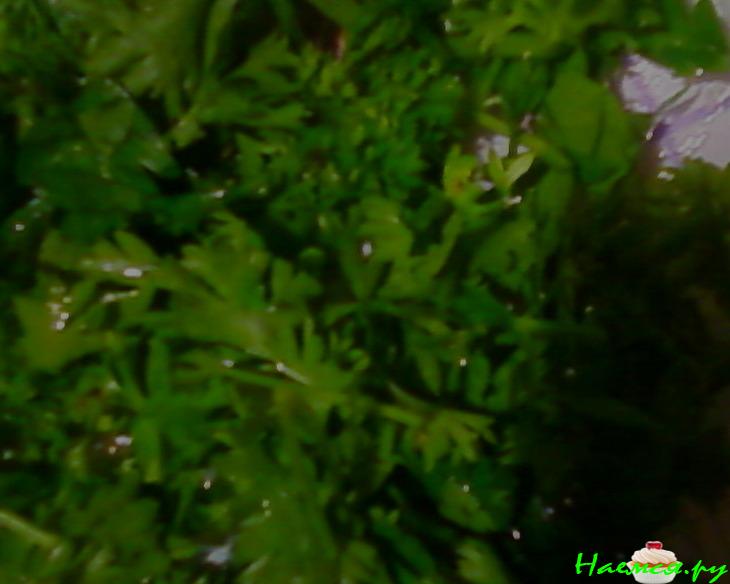 Перцы вкусные на зиму Перцы вкусные на зиму