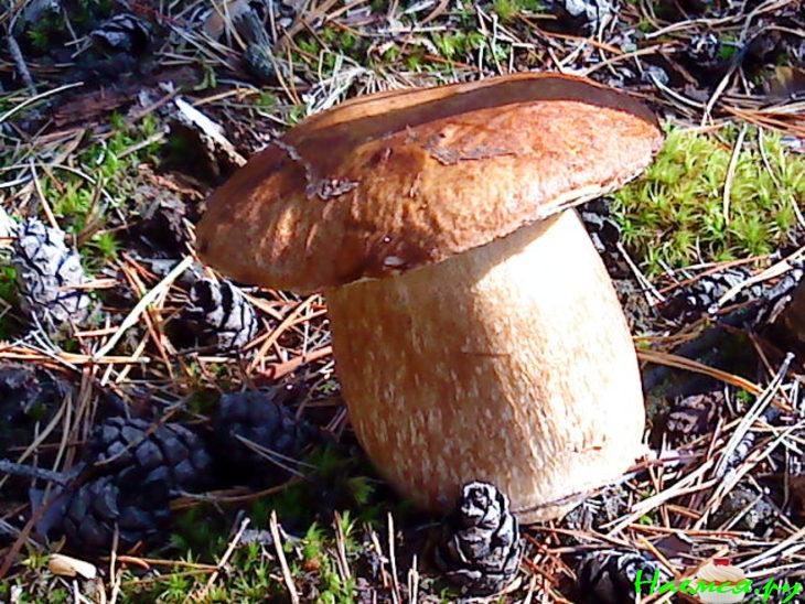 Грибы маринованные (белые) Грибы маринованные (белые)