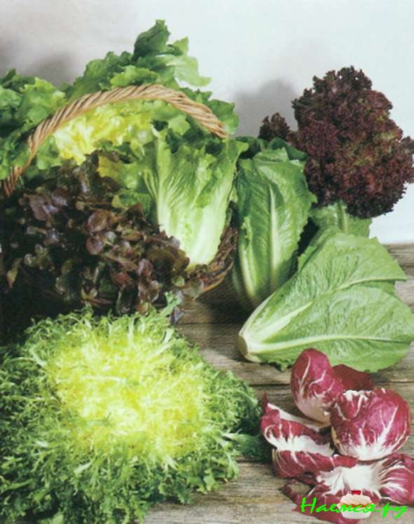 Секреты приготовления говядины и телятины