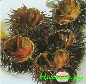 Густая похлебка из морского ежа