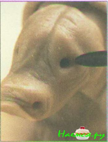 Носорог из мастики