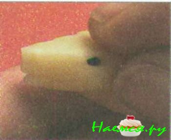 Черепаха из мастики