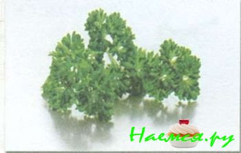 ТРАВЫ И ПРЯНОСТИ В КУЛИНАРИИ