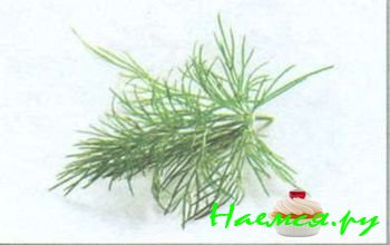 ТРАВЫ И ПРЯНОСТИ В КУЛИНАРИИ