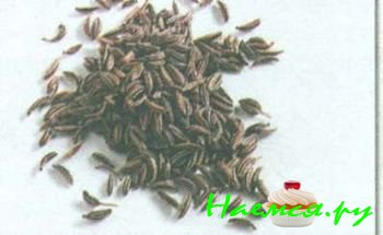 ТРАВЫ И ПРЯНОСТИ В КУЛИНАРИИ