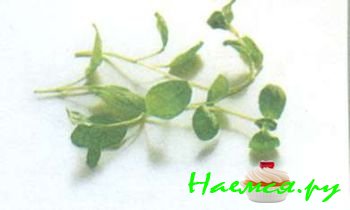 ТРАВЫ И ПРЯНОСТИ В КУЛИНАРИИ